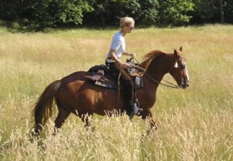 Mein verrücktes Pferd Surprise