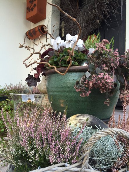 für eine herbstliche Stimmung vor der Tür sorgt: Purpurglöckchen, Erica, Alpenveilchen und Fetthenne