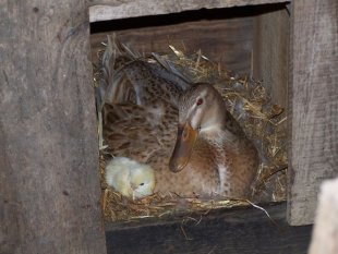 Tierwelt