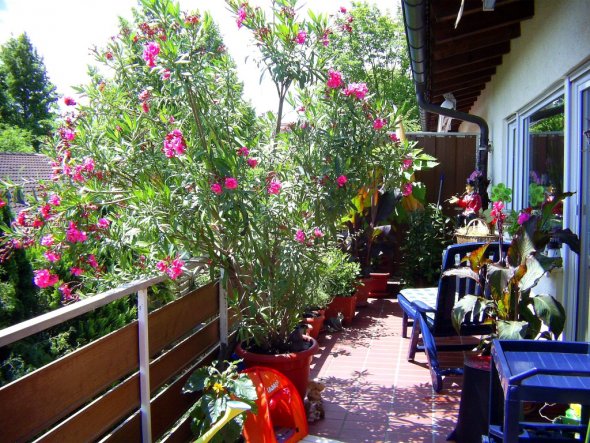 Terrasse / Balkon 'Balkon und Vorgarten'