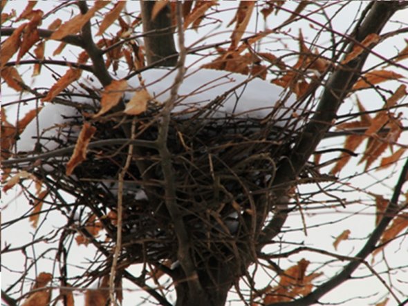 Garten 'Wintertraum 2010'