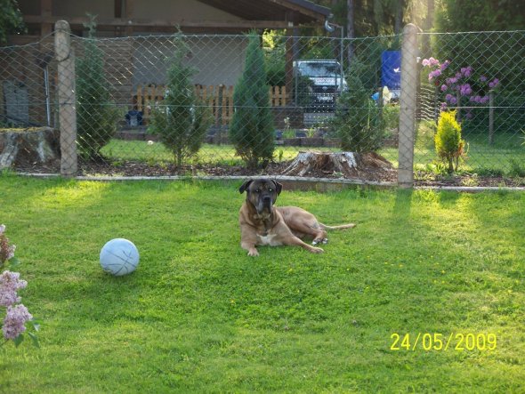 Unser Treuer Gefährte,ein Cane-Corso Rüde.