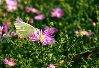 alle Räume 'Gartenimpressionen'
