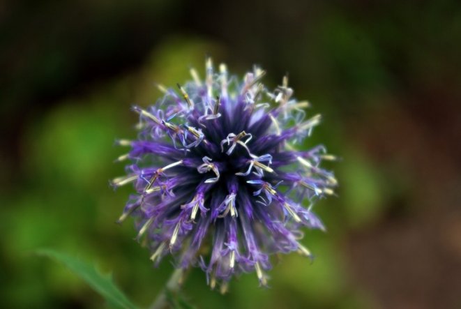 Garten 'Gartenimpressionen'