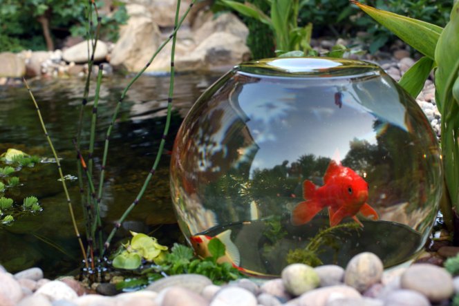 Hier haben die Fischis nun die Möglichkeit über die Wasseroberfläche zu schwimmen.