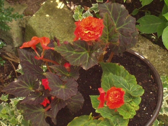 Garten 'Innenstadt-Mini-Garten'
