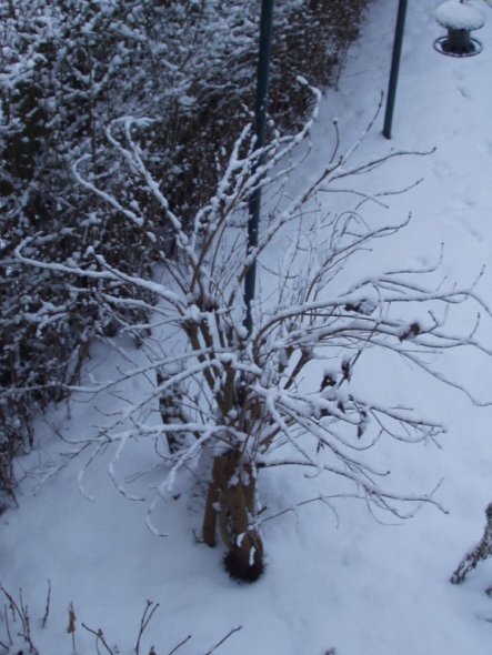 Garten 'Der Winter und seine Gäste'