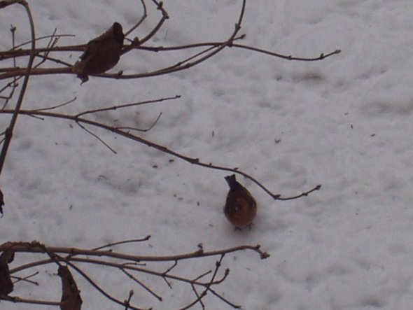 Garten 'Der Winter und seine Gäste'