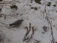 Garten 'Der Winter und seine Gäste'