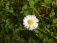 Garten 'Frühling 2010'