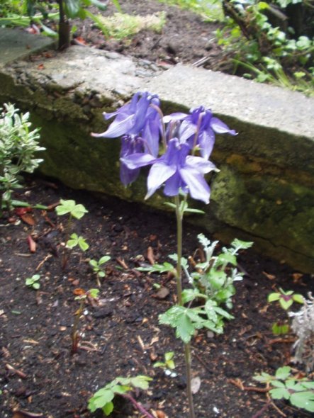 Garten 'Frühling 2010'