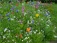 Wildblumen im Bauerngarten.