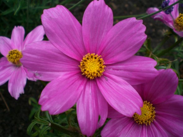 Garten 'Gartenimpressionen'