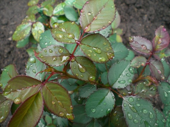 Garten 'Gartenimpressionen'