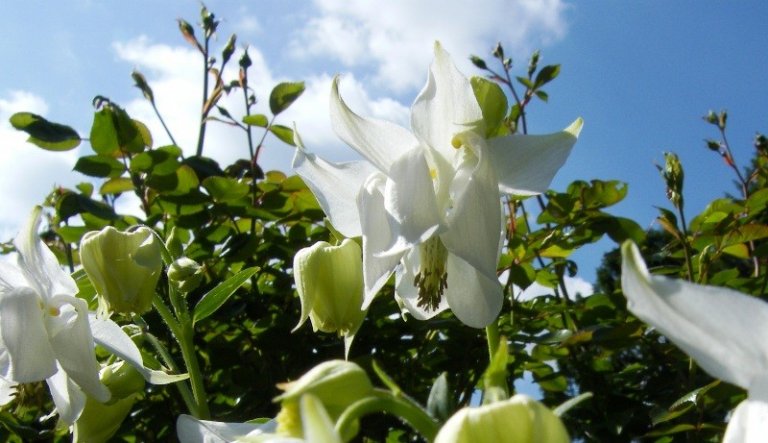 Garten 'Mein Garten'