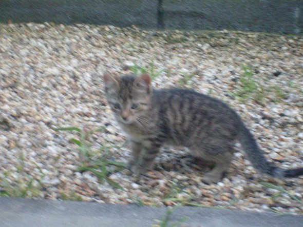 Haustiere 'Meine Katzen'