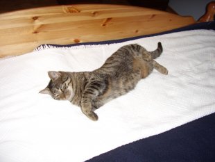 Kater Mikesch