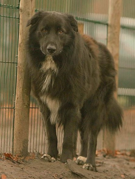 So sah Balu aus, als wir in aus dem Tierheim geholt haben