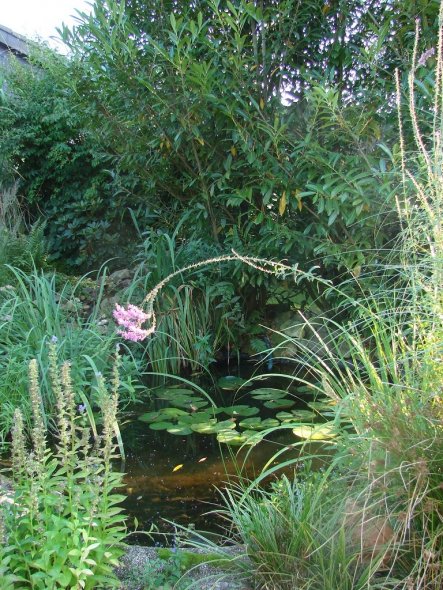 Garten 'Pool und Poolhaus  2011'