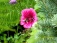 Garten 'Garten'