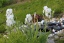 Garten 'Garten'