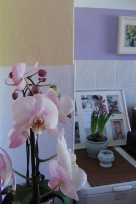 Küche MiCasaEsMiCasa von ideaLs - 21857 - Zimmerschau