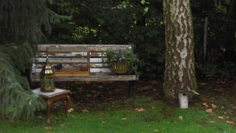 die Bank und der kleine Tisch unter der Birke werden nach dem Regen weiß gestrichen