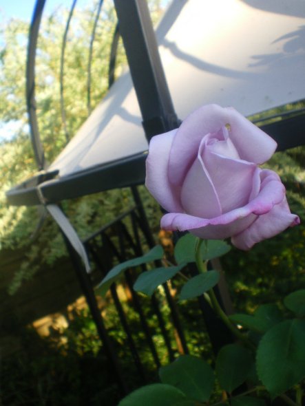 Bei dem schönen Wetter will meine neue Kletterrose am Pavillon auch noch mal .... :)))