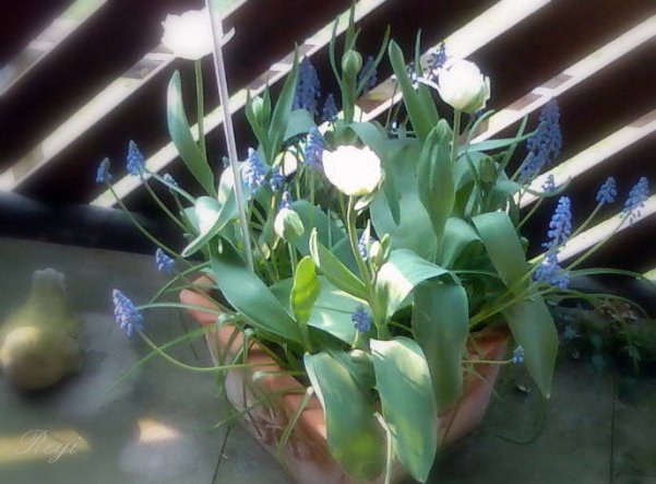 So, da sind sie meine Tulpen und Muscari.