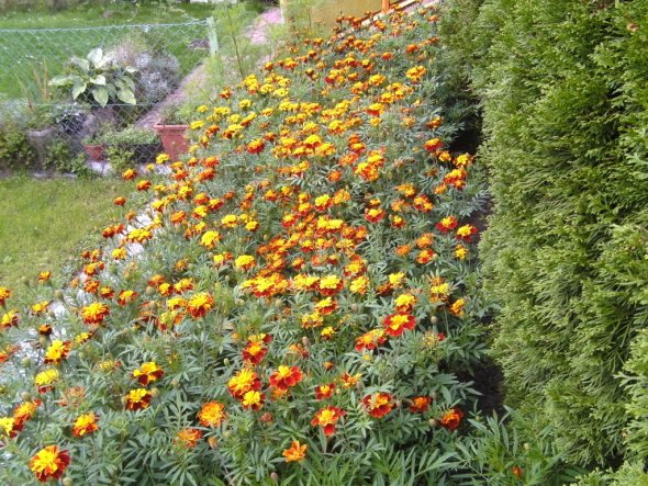 noch sind die blumen am leben und sie wachsen wie verrückt :)