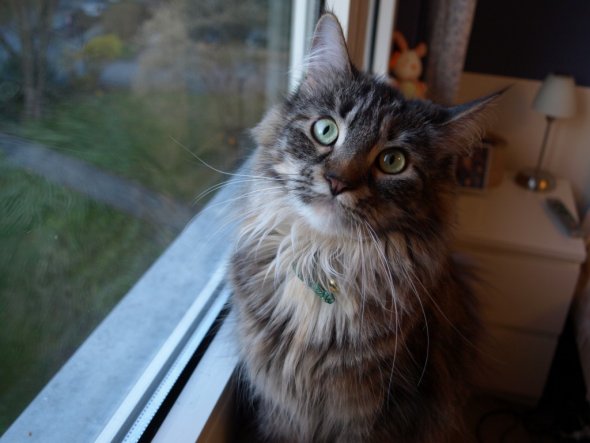 Maine Coon Dame