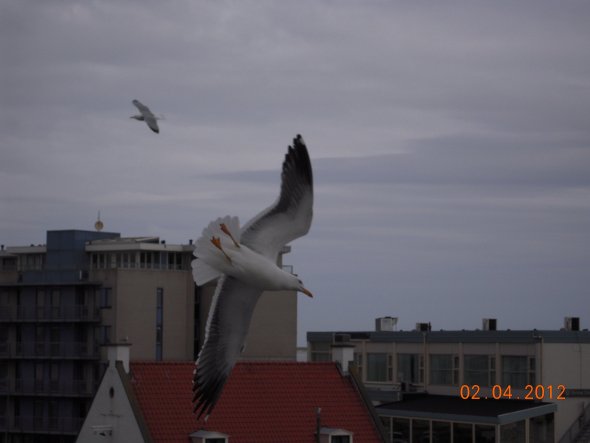 Hausfassade / Außenansichten 'Reif für die Insel'