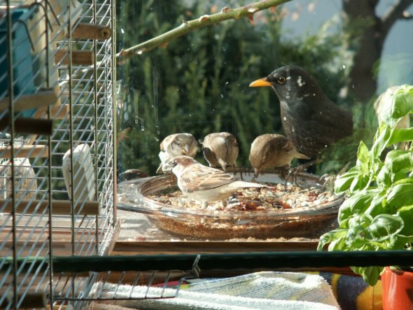 Vogelfernsehen