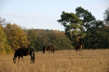 Garten 'wie es begann'