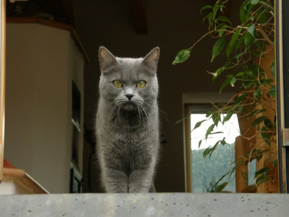 Haustiere 'Meine drei Katzen'