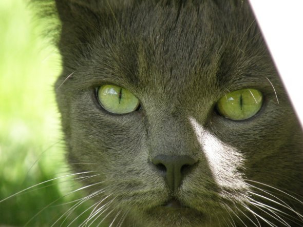 Haustiere 'Meine drei Katzen'