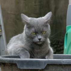 Meine drei Katzen
