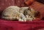 Haustiere 'ღKaterchen und Co,'