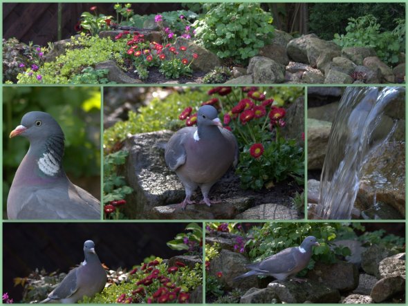 Papa und Tochter haben an einem schönen Frühsommertag 2011einige Vögel am Bachlauf beobachtet...die Taube ließ sich sogar fotografieren...!