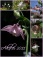 ich liebe ♥ diese filigranen Blumen... die zart lilafarbene ist ein Ableger aus dem Garten meiner Ma´ :-)