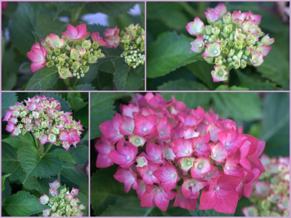 Garten ღ KleinFeinMein ღ von Josephinchen - 15524 - Zimmerschau