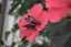 Schmetterling in Hibiskusblüte...