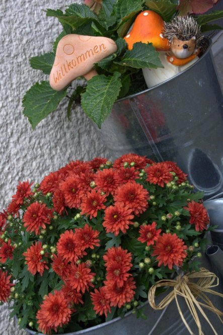 Igelchen und Crysantheme begrüßen nicht nur die Besucher, sondern auch schon den Herbst!