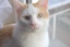 meine Freundin hat sich zwei Kater (keine Geschwister, aber beste Freunde!!!) aus dem Tierheim geholt... darf ich vorstellen: das ist Monty, ca. ein h