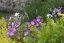 Schnittlauch, der auch bald lila Blüten treibt, ein vorwitzige Erdbeere und lecker Hornveilchen tummeln sich auf dem Natursteinhochbeet....!