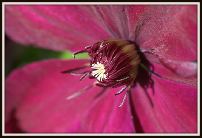 Makroaufnahme, Clematis Mai 2012