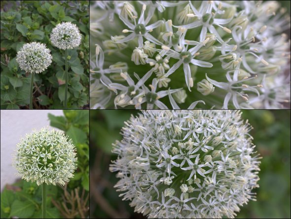 Allium Everest...im Vorgarten, so schön groß, dass er mir (fast)zum Küchenfenster hereinschaut! April/Mai 2012