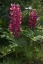 zum ersten Mal habe ich im Sommer 2012 eine Lupine gepflanzt.
Ich will mal hoffen, dass ich die nächstes Jahr wiedersehe, und sie sich versamt 