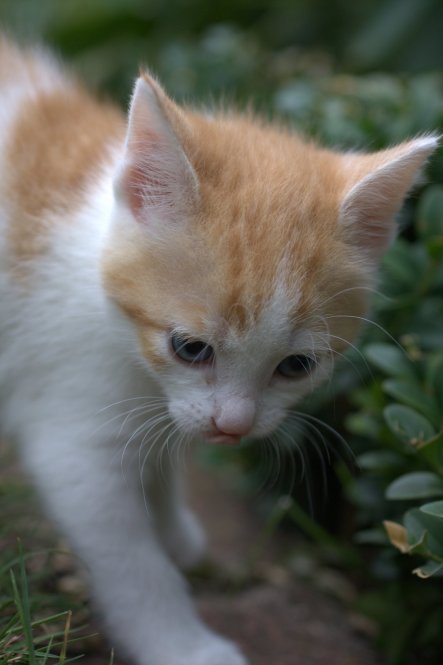 Katzenkinder einer Freundin...alle drei waren "Pommes-rot-weiß-Katzen"-Damen ;-)
wobei ganz rote wirklich wohl überwiegend Kater sind