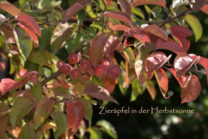 Den Zierapfel Evereste hat sich mein Sohn ausgesucht als "Baum-Beobachtungs-Projekt"....ein ganzes Schuljahr lang soll er den Baum beobachte